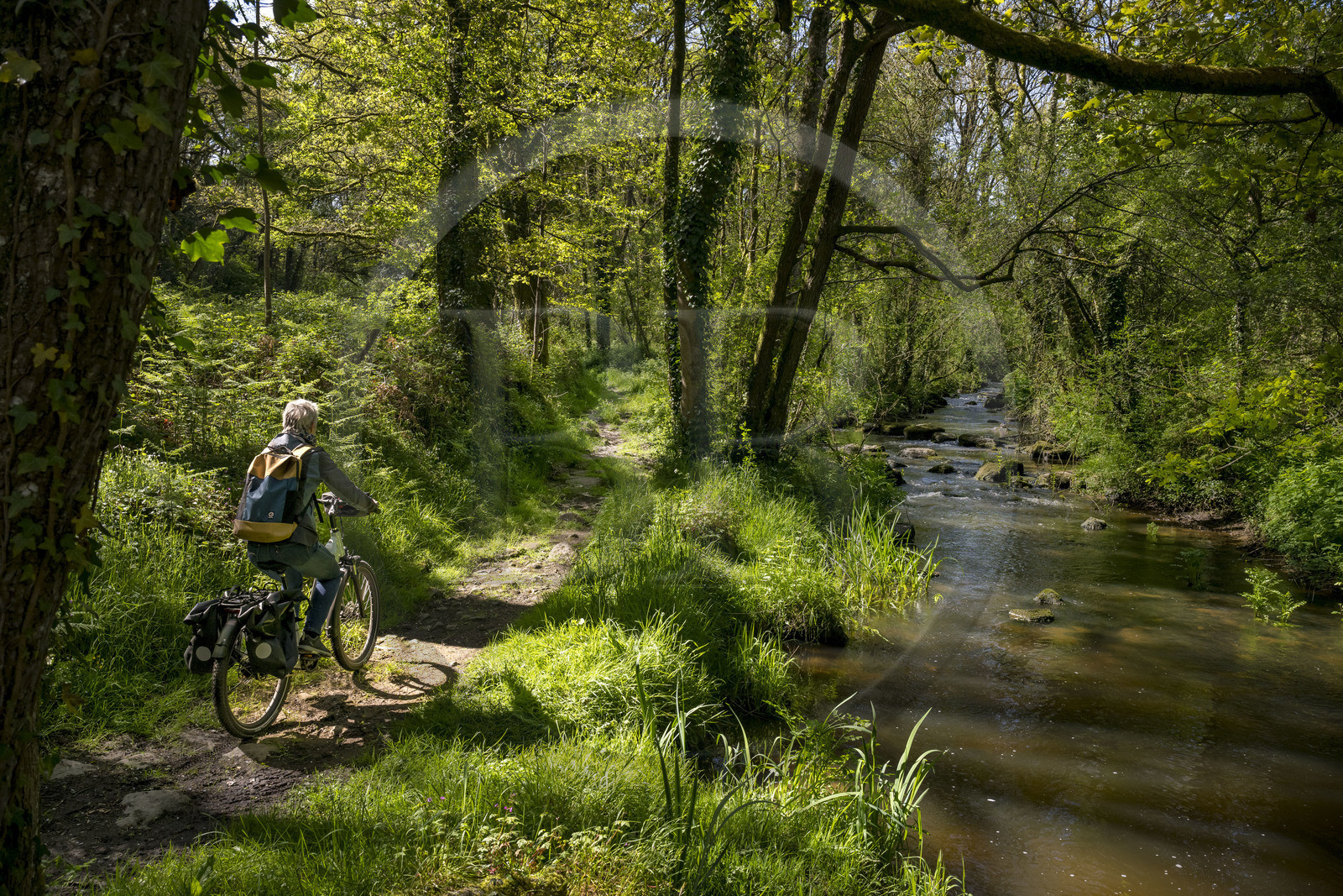 France, Vendée (85), Saint-Laurent-sur-Sèvre, randonnée cycliste sur la piste de la véloroute Vendée Vélo Tour, passage de la forêt de la Barbinière