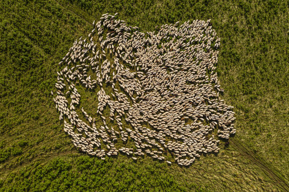 France, Puy de Dome, Parc Naturel Régional des Volcans d'Auvergne (regional nature park of Auvergne volcanoes), Chaine des Puys listed as World heritage by UNESCO, flock of Rava sheep at the foot of the Puy de Dôme volcano (aerial view)