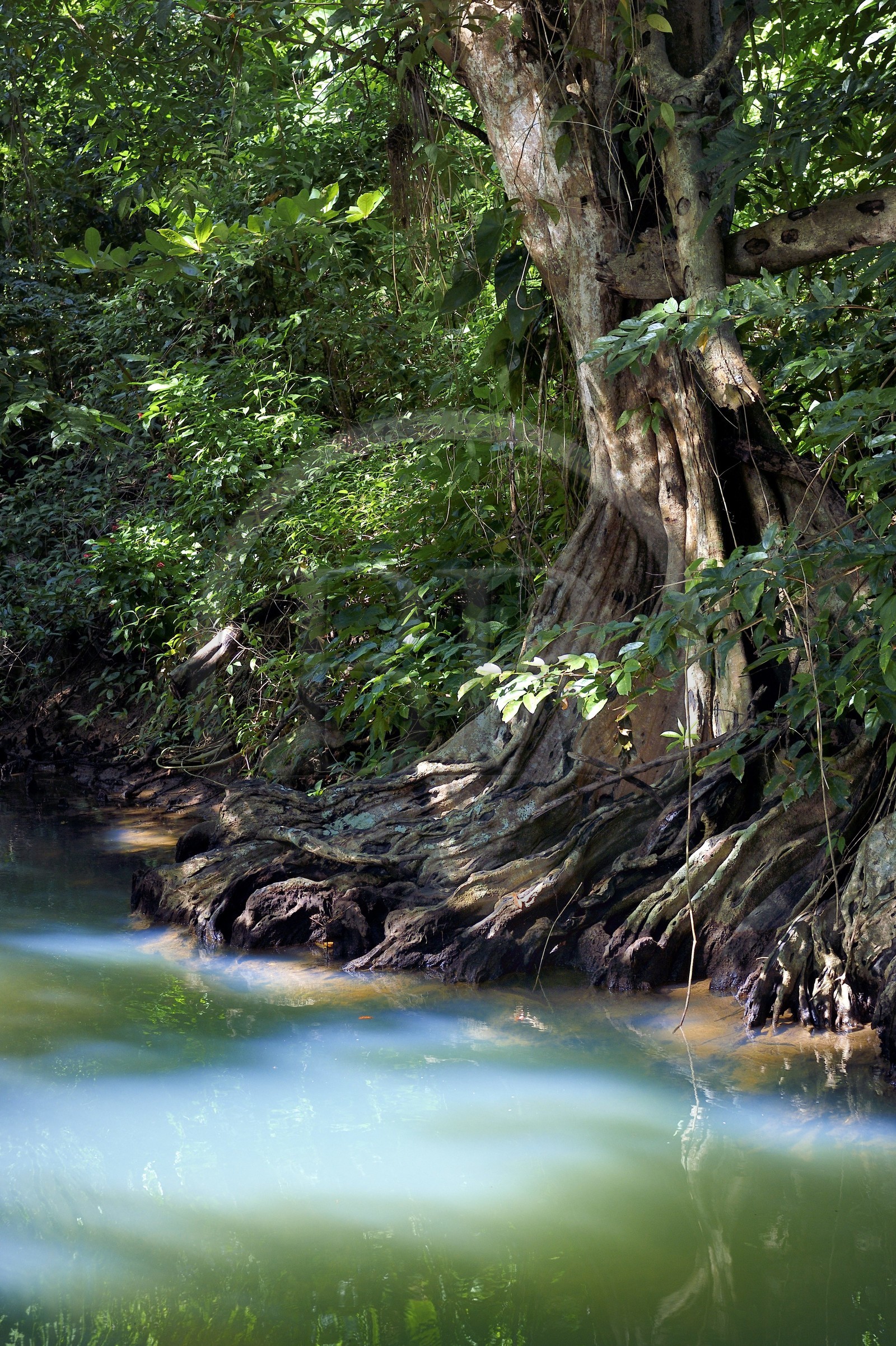 Caraïbes, Ile de la Dominique, Portsmouth, les rives de l'Indian River, sang-dragon (Pterocarpus officinalis)