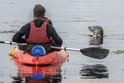 France, Finistère, Penmarch, Étocs archipelago, kayak trip from the Guilvinec Nautical Center to discover the gray seal (halichoerus grypus) in the rocks at low tide