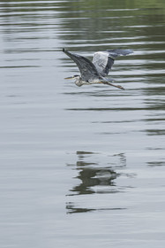 France, Gard, Saint Gilles du Gard, Camargue, Rhone to Sète Canal, flight of a gray heron (Ardea cinerea)