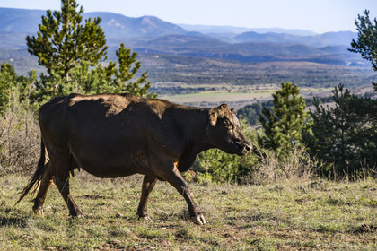 France, Herault, the Causses and the Cevennes, Mediterranean agro pastoral cultural landscape, listed as World Heritage by UNESCO, La Vacquerie et Saint Martin de Castries, cow on a height overlooking the Larzac plateau