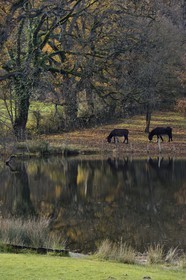 France, Indre, Berry, Parc Naturel Regional de la Brenne (Natural Regional Park of La Brenne), Rosnay, donkeys near a pond at Le Bouchet