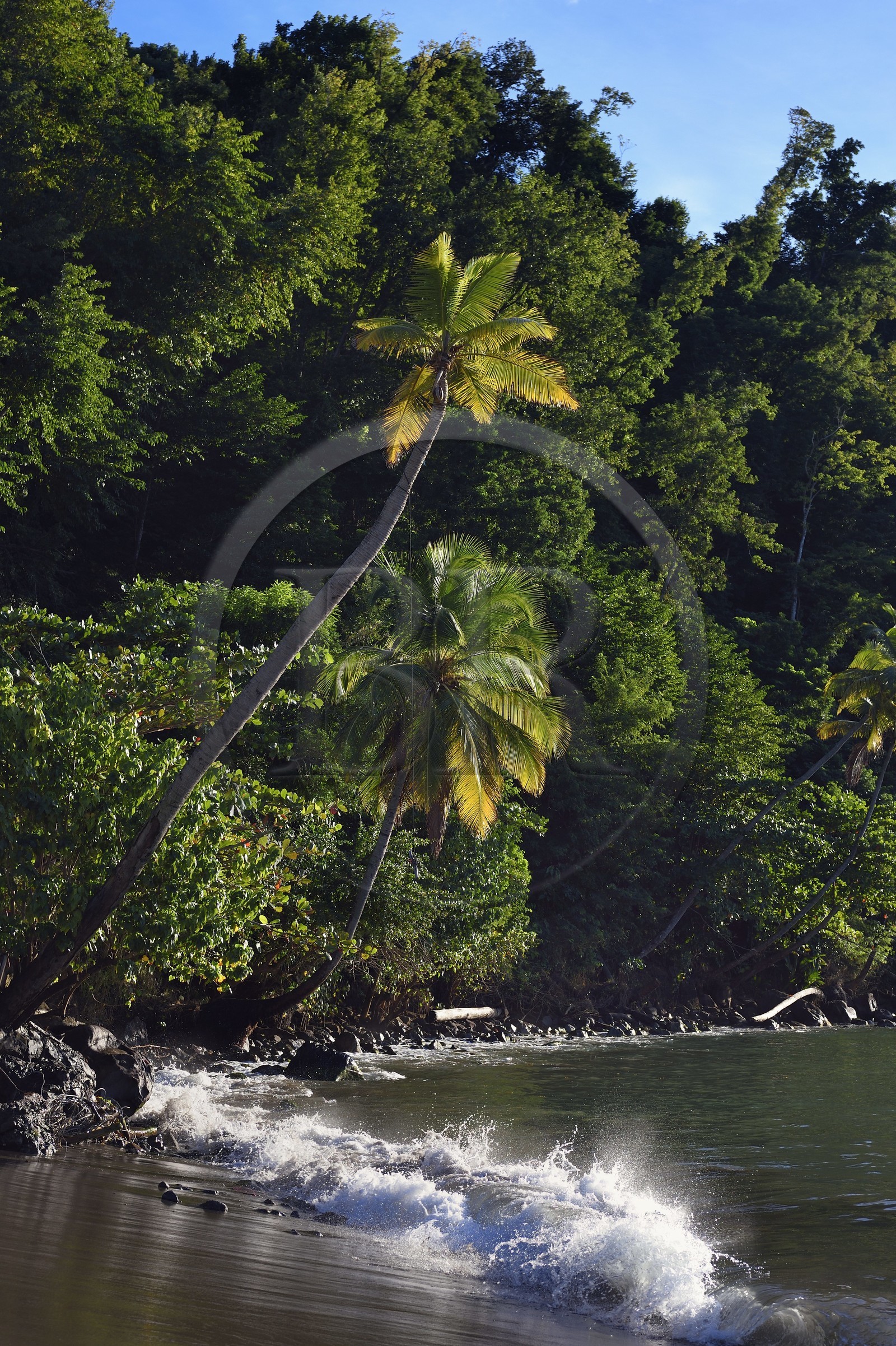 Caraïbes, Ile de la Dominique, Toucari Bay au nord de Portsmouth