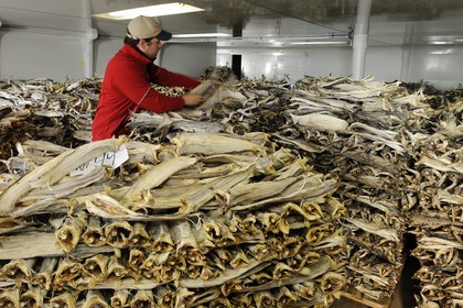 Norway, Nordland County, Lofoten Islands, Flakstadoy Island, Nussfjord restored village of fishermen, bundles of dried cod-fish in a shed