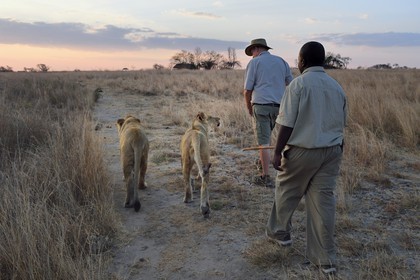 Zimbabwe, province des Midlands, Gweru, Antelope Park qui abrite ALERT (African Lion and Environmental Research Trust), marche à pied en compagnie de lions dans la brousse, le managing director Gary Jones en compagnie d'un guide - dresseur