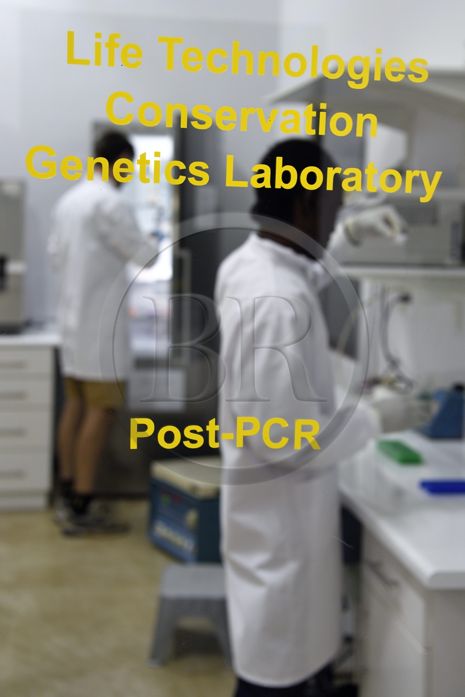 Namibie, Otjiwarongo, Cheetah Conservation Fund, centre de recherche et d'éducation, Life Technologies Conservation Genetics Laboratory