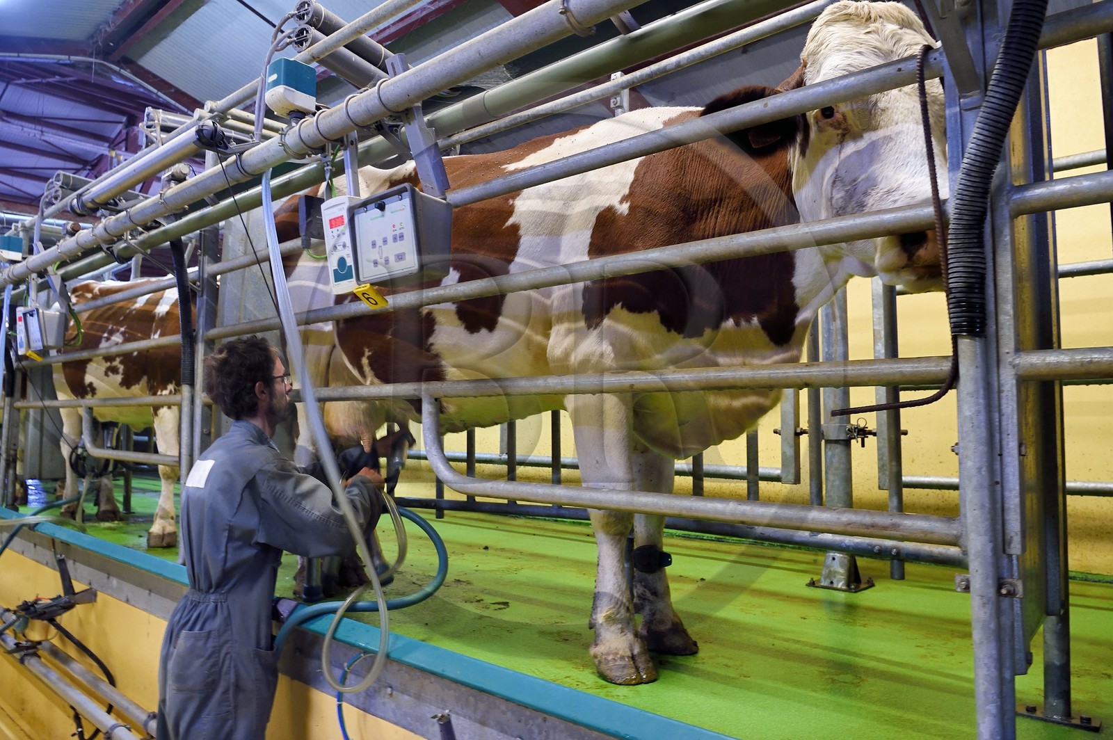 France, Cantal (15), Sainte-Marie, hameau de La Terrisse, élevage de vache laitières France, Cantal (15), Sainte-Marie, hameau de La Terrisse, élevage de vache laitières de race montbéliarde de la ferme de Cantagrel, les vaches mangent après la traite du soir