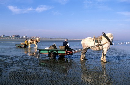 Belgium, West Flanders, the last shrimps fishermen on horses with their carriages on the beach of Oostduinkerke