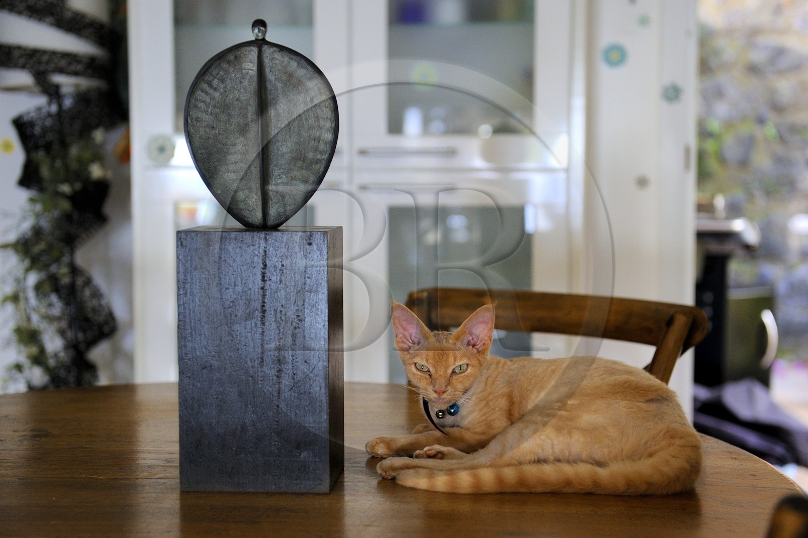 France, Ile de la Reunion, chat Devon Rex