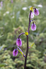 France, Alpes-Maritimes, Parc National du Mercantour (Mercantour national park), Haute Vesubie, Saint Martin Vesubie, Val du Haut Boréon, Martagon lily (Lilium martagon)