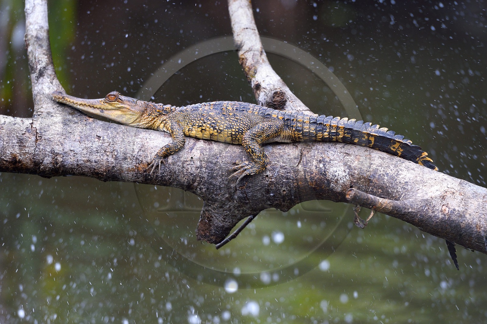 Gabon, province de Ogooué- Maritime, Parc National du Loango, site de Akaka dans la lagune du Fernan Vaz (Nkomi), Faux-gavial d'Afrique ou Crocodile à nuque cuirassée (Mecistops cataphractus)