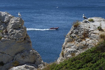 France, Bouches du Rhone, Marseille, Calanques National Park, archipelago of Frioul islands, Pomegues island