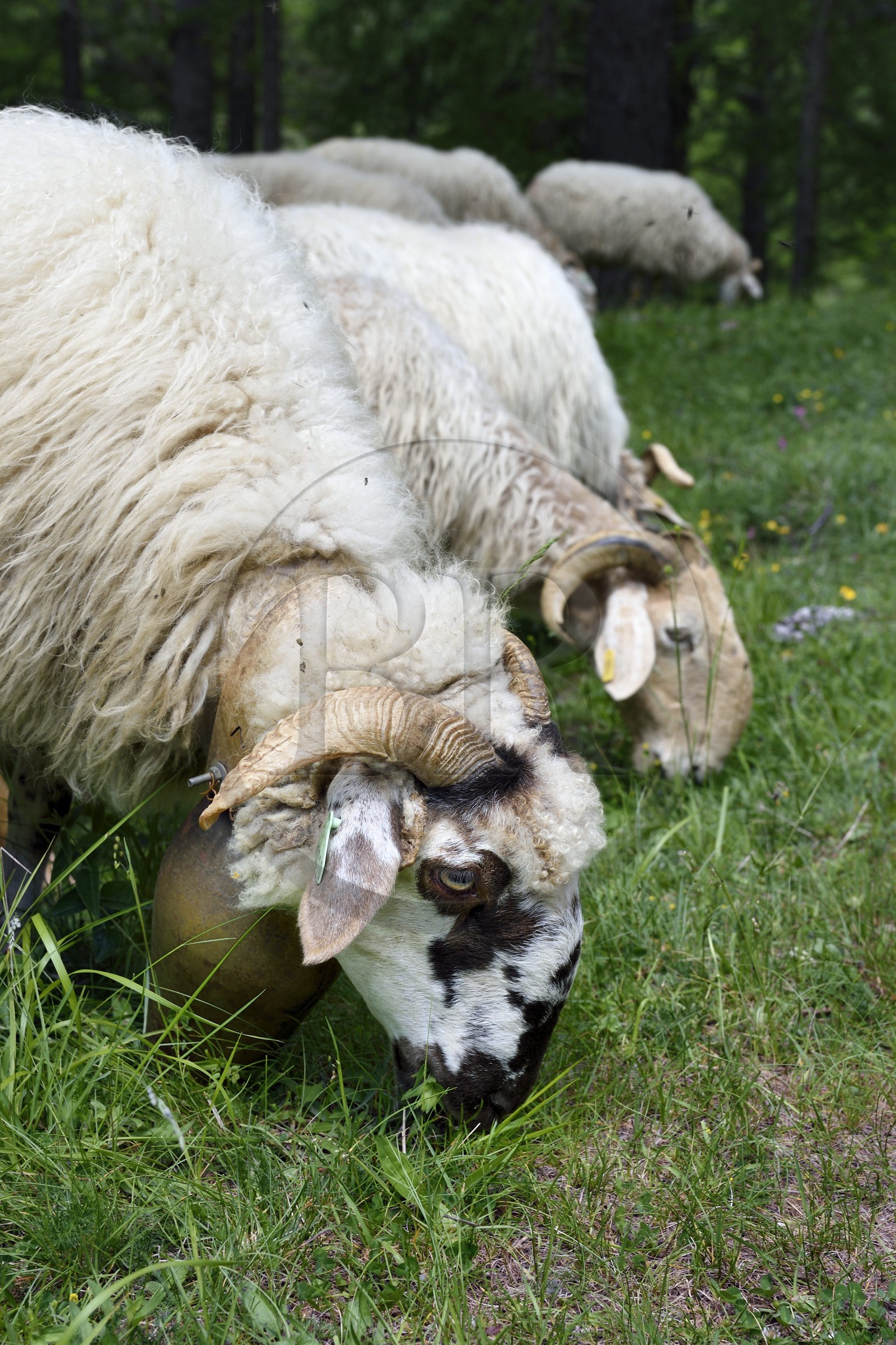 France, Alpes-Maritimes (06), vallée de la Roya (arrière-pays niçois), au pied du parc national du Mercantour, Tende, vallée de la Casterine vers Casterino, la rustique brebis brigasques