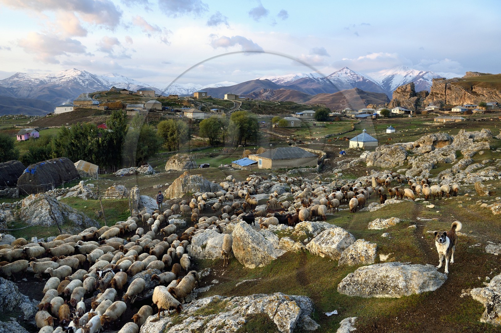Azerbaïdjan, région de Quba (Guba), chaine de montagne du Grand Caucase, village de Giriz à l'aube, départ des moutons pour les prés encadrés par des chiens bergers caucasiens