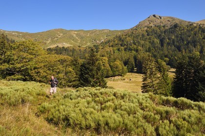 France, Cantal, Parc Naturel Régional des Volcans d'Auvergne (regional nature park of Auvergne volcanoes), Le Lioran, hiker and horses grazing in the ancient glacial cirque of Font d'Alagnon under the mountain of Téton de Venus