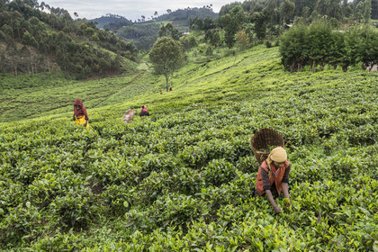 Rwanda, Province de l’Ouest, Nyakabuye, cueillette du thé dans une plantation de thé