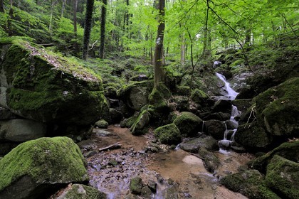 Allemagne, Forêt Noire, Schwartzwald, Bade-Würtemberg, Sasbachwalden, succession de petites cascades dans un sous-bois menant au sommet du Bischenberg