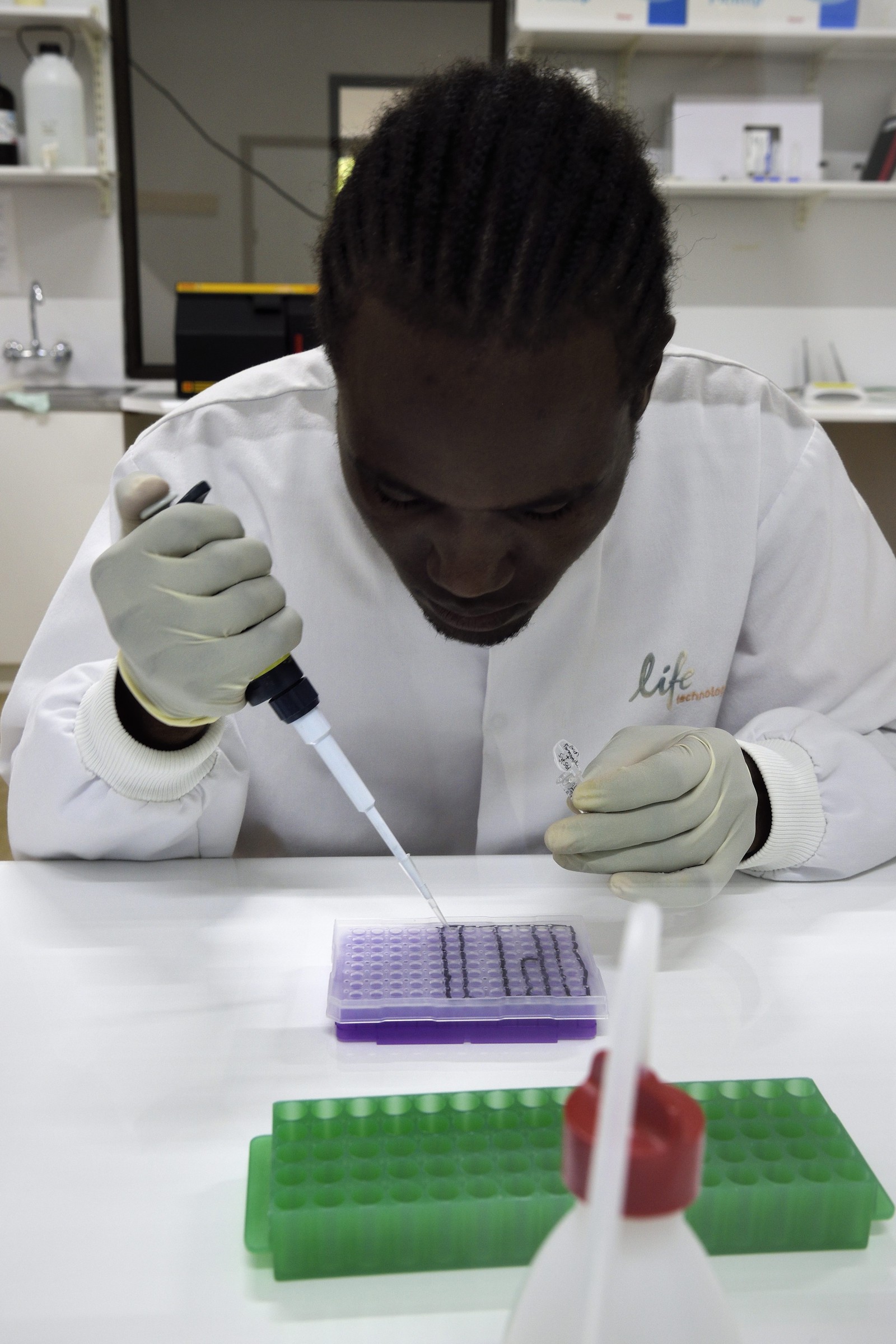 Namibia, Otjiwarongo, Cheetah Conservation Fund, research and education centre, Life Technologies Conservation Genetics Laboratory, pipetting for DNA analysis by Hafeni