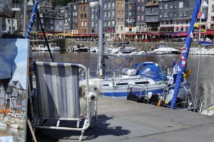 France, Calvados, Honfleur, the Vieux-Bassin (Old Basin), artist dog sitting on the quay