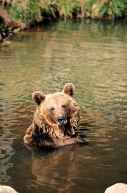 France, Pyrenees Orientales, brown bear of the Pyrenees to the animalist park of les Angles in the Capcir