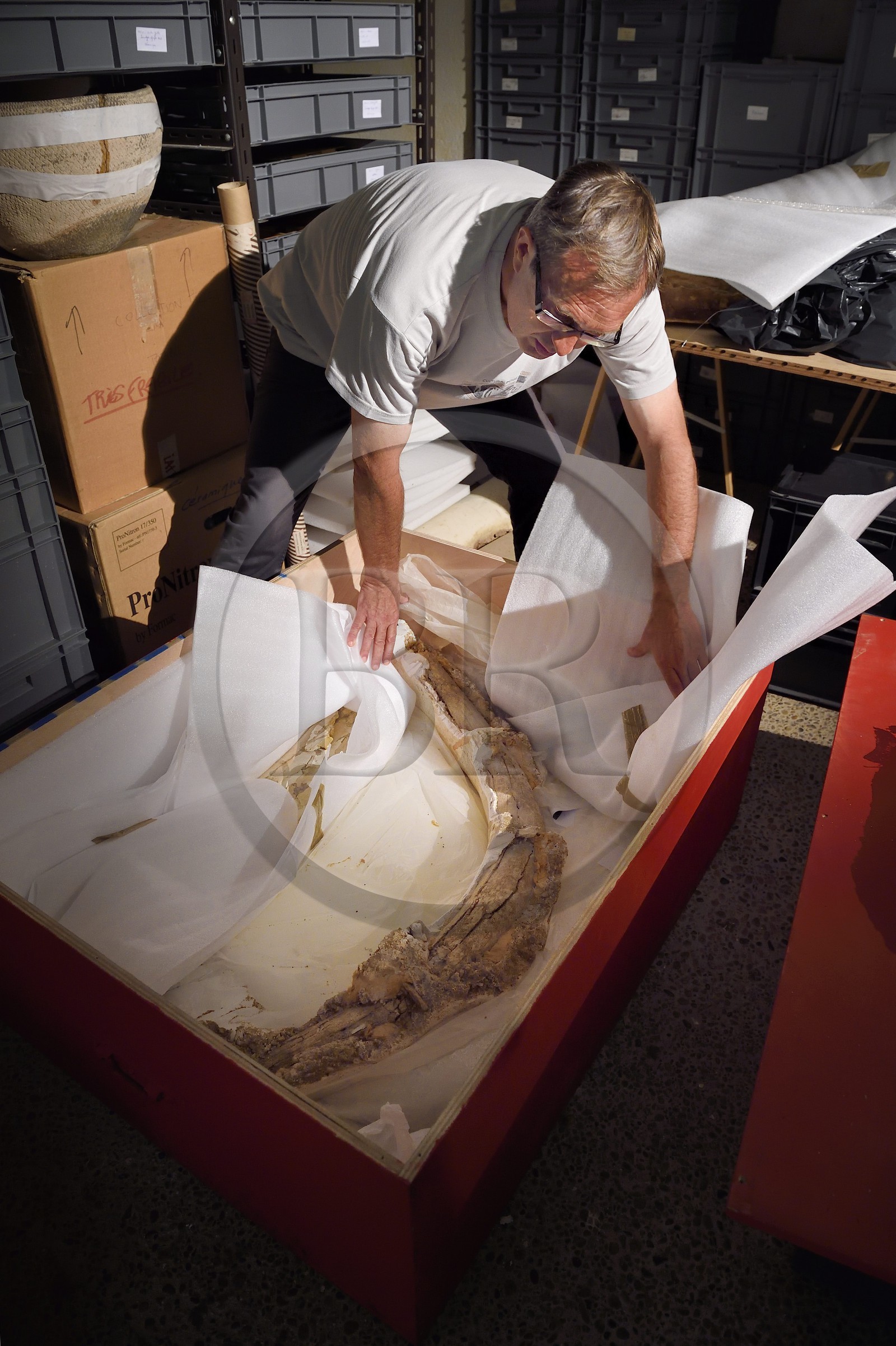 France, Dordogne (24), Périgord Noir, vallée de la Vézère, Les Eyzies-de-Tayac-Sireuil, site classé Patrimoine Mondial de l'UNESCO, Musée National de la Préhistoire, atelier de restauration, Stephane Madelaine (ingénieur des services culturels chargé des collections de faunes) présente une défense de mammouth