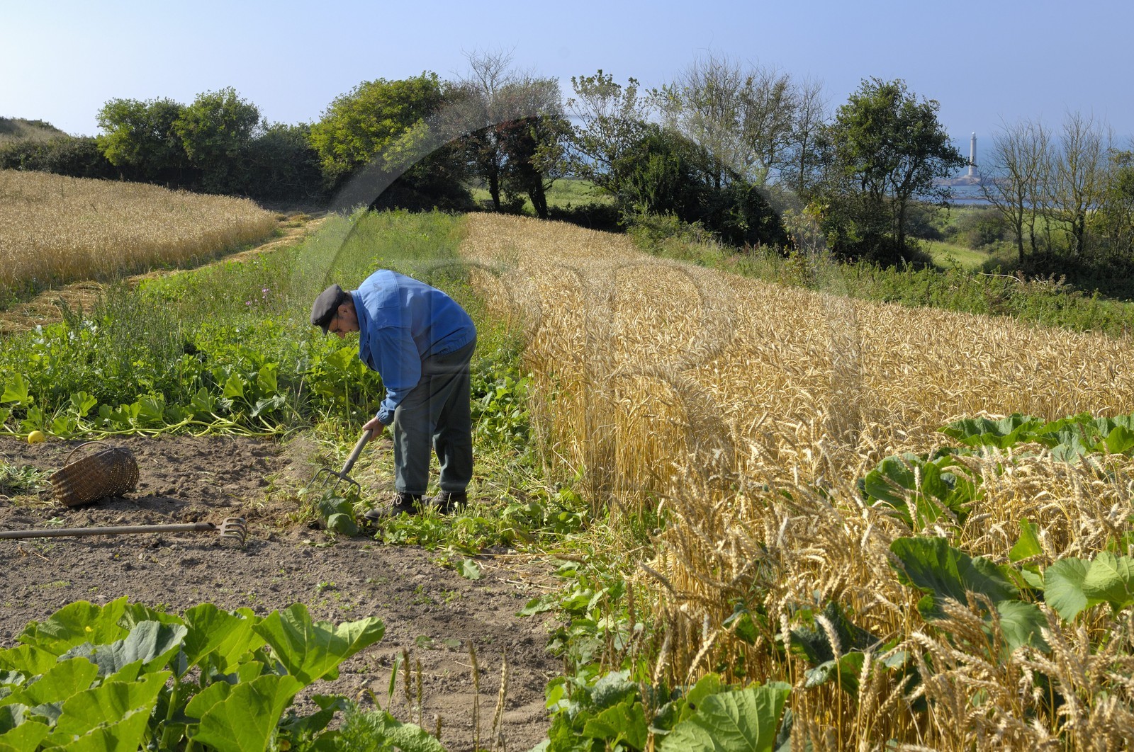 France, Manche (50), Cap de la Hague, Auderville, Auguste frère de  Paul Bedel au champ