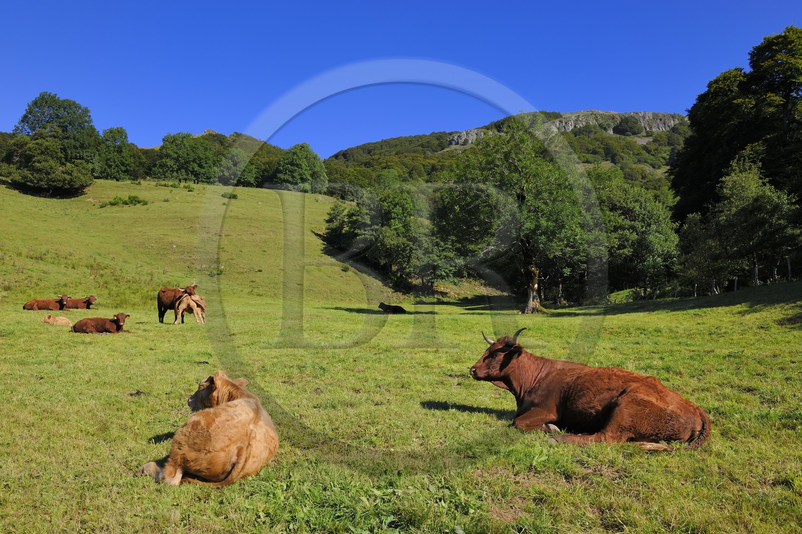 France, Cantal (15), monts du Cantal, Parc Naturel Régional des Volcans d' Auvergne, la vallée de la Jordanne vers Mandaille-Saint-Julien, vaches de race salers