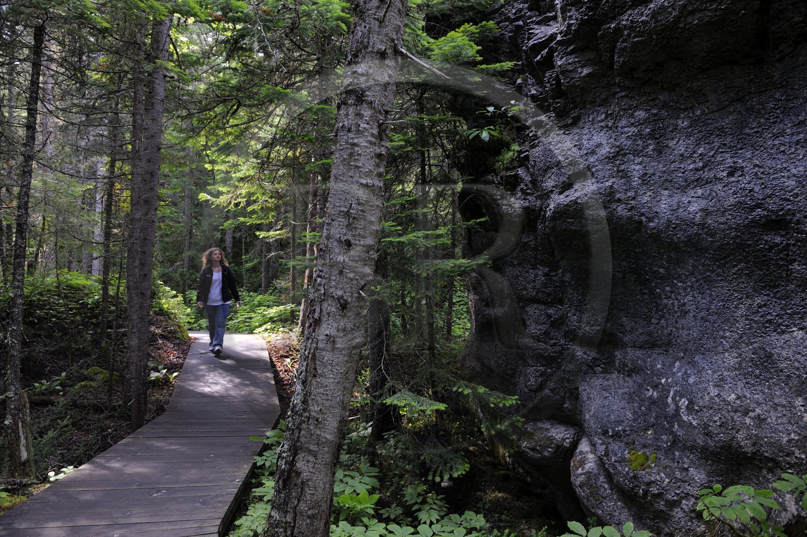 Canada, province du Québec, Côte Nord, Havre-Saint-Pierre, le Parc National Archipel de Mingan dans le golfe du Saint Laurent, forêt boréale