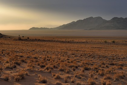 Namibie, région de Hardap, désert du Namib à l'Est du parc national Namib Naukluft vers Sossusvlei, plaine du désert recouverte d'herbe au coucher de soleil
