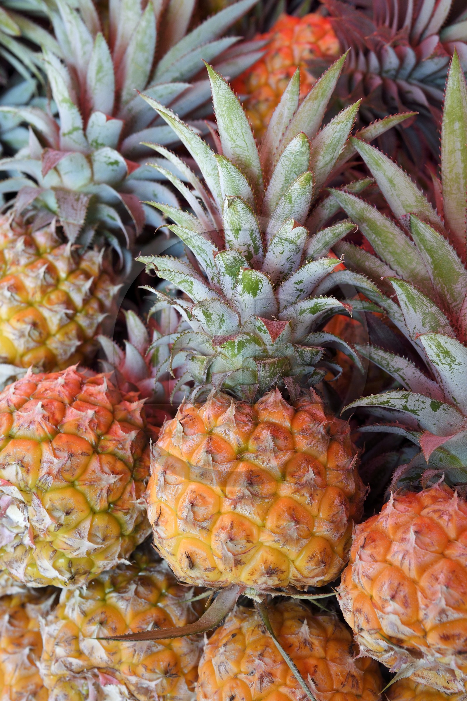 France, Ile de la Reunion, Le Tampon, vente d'ananas Victoria