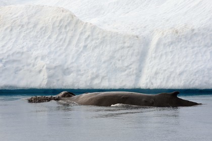 Groenland, cote ouest, baie de Disko, Ilulissat, fjord glacé classé Patrimoine Mondial de l'UNESCO qui est l’embouchure maritime du glacier Sermeq Kujalleq, baleine à bosse ou rorqual à bosse (Megaptera novaeangliae)