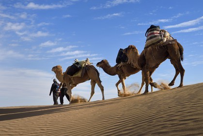 Iran, Isfahan province, Dasht-e Kavir desert, Mesr in Khur and Biabanak County, man leading camel train in the dunes of the place called Kuh-e Sefid