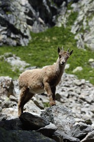 France, Alpes-Maritimes, parc national du Mercantour (Mercantour National Park), Valmasque valley, young female Alpine ibex (Capra ibex)