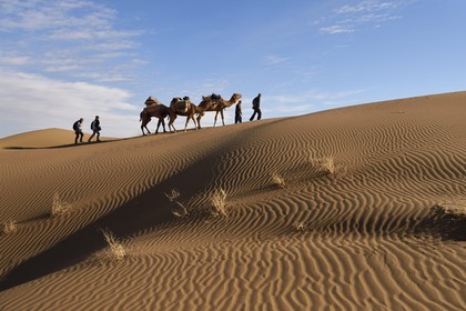 Iran, Isfahan province, Dasht-e Kavir desert, Mesr in Khur and Biabanak County, camel train in the dunes of the place called Kuh-e Sefid in a camel trek