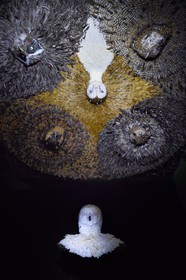 France, Paris, Le Marais District, Musee de la Chasse et de la Nature (Museum of hunting and nature) in the Hotel de Guenegaud, the night of Diane installation of the Antwerp artist Jan Fabre