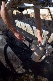 France, Bouches du Rhone, Parc naturel regional de Camargue (Regional Natural Park of Camargue), manade Jacques Mailhan, preparing the decorations of the bull that will participate at the course camarguaise