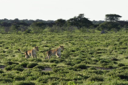 Namibia, Oshikoto region, Etosha National Park, two lionesses (Panthera leo) hunting
