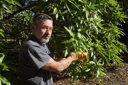 France, Ile de la Reunion, Saint-Paul, verger de mangue Laperrière au Tour-des-Roches, Ludovic Maufras createur de La Part des Anges Distillation recolte des mangues destinées à la confection de son eau de vie naturelle