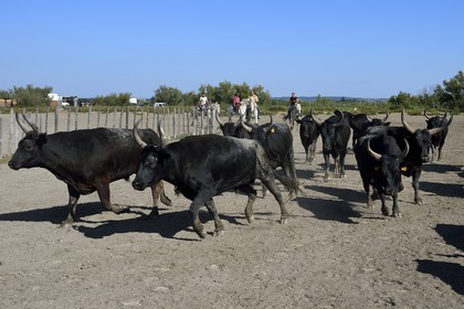 France, Bouches du Rhone, Parc naturel regional de Camargue (Regional Natural Park of Camargue), manade Jacques Mailhan, Camargue bull called Raco di Biou, the gardians sort the bulls