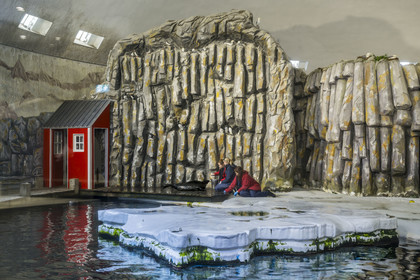 France, Finistère, Brest, Océanopolis, museum of the sea, ringed seal (Pusa hispida) on a reconstructed pack ice