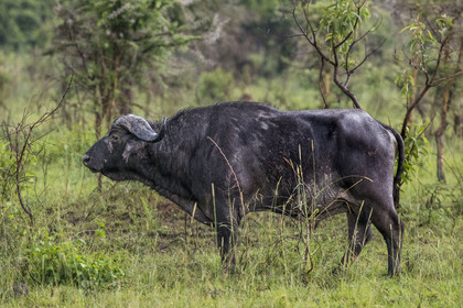 Rwanda, Parc national de l'Akagera, buffle noir des savanes (Syncerus caffer) sous la pluie