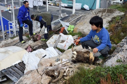 Groenland, cote ouest, baie de Baffin, Upernavik, jeune inuit montrant une tête de boeuf musqué et chasseurs dépecant une tête de morse en arrière plan