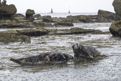 France, Finistère, Penmarch, Étocs archipelago, gray seal (halichoerus grypus)