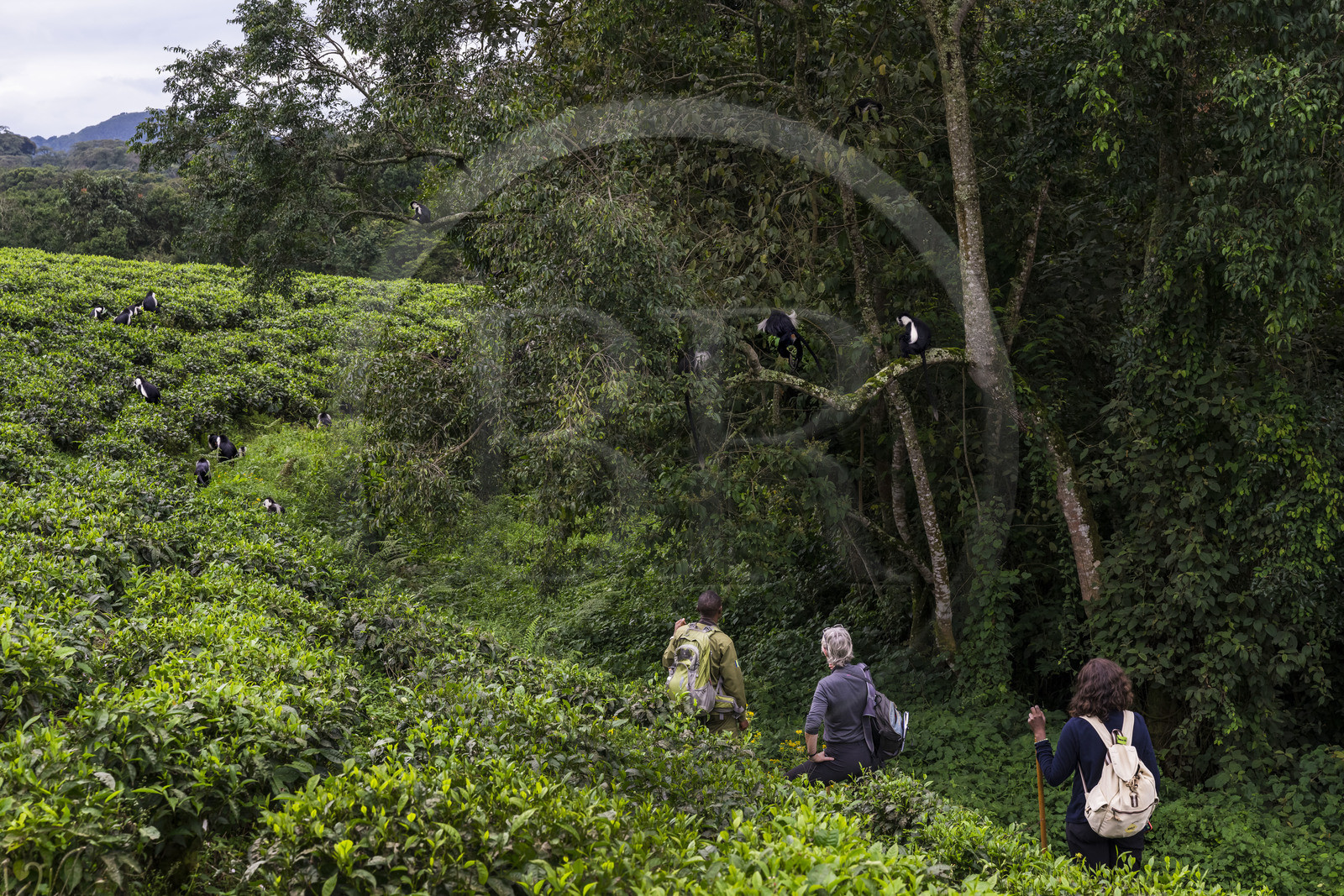 Rwanda, Province de l’Ouest, Gisakura, Parc national de Nyungwe, le garde de African Parks Claver Mtoyinkima guidant des touristes sur la piste des Colobes de Ruwenzori (Colobus angolensis ruwenzorii) pendant un safari à pied dans la forêt tropicale humide naturelle bordée par les plantations de thé