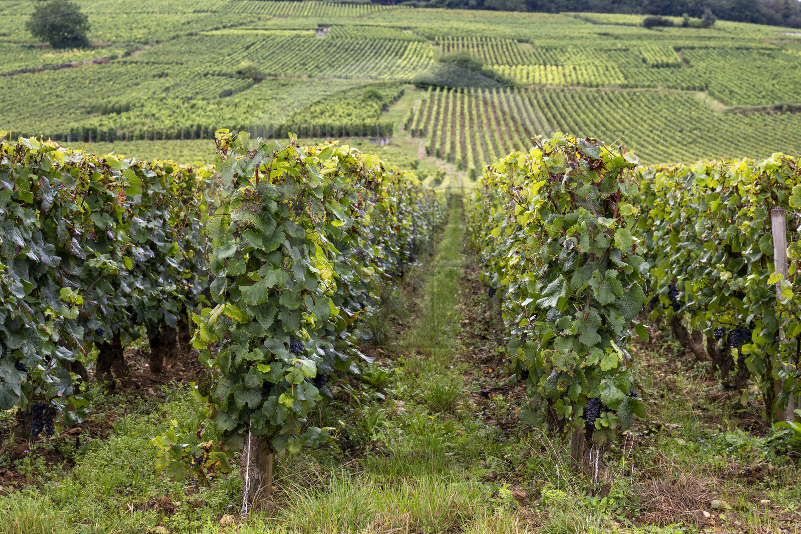 France, Côte-d'Or (21), Paysage culturel des climats de Bourgogne classés Patrimoine Mondial de l'UNESCO, Route des Grands Crus, vignoble de la Côte de Nuits, Vosne-Romanée, le vignoble du Domaine de la Romanée-Conti