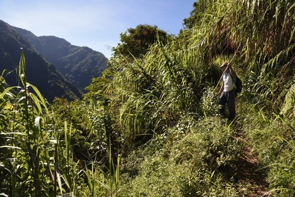 Philippines, province d'Ifugao, sentier reliant les villages de Cambulo et Batad dans les montagnes de Banaue