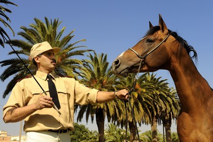 Maroc, région de Meknès-Tafilalet, haras royal de Meknès, pur sang arabe Jumbo Vargas