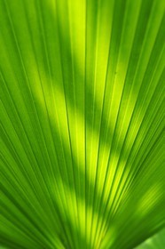 France, Ile de la Reunion, Petite Ile, jardin tropical, palmier Licuala Grandis