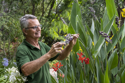 France, Alpes-Maritimes, Saint Jean Cap Ferrat, Villa and Gardens Ephrussi de Rothschild, head gardener André Castellan observe and smell a Mertensia maritima (Mertensia maritima)